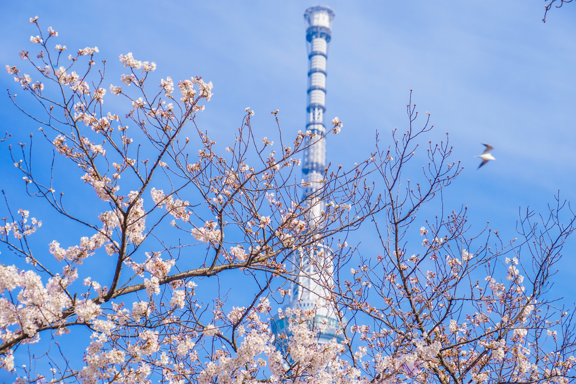 隅田川でお花見の最寄り駅とおすすめスポットはスカイツリーも近い お役立ち情報館