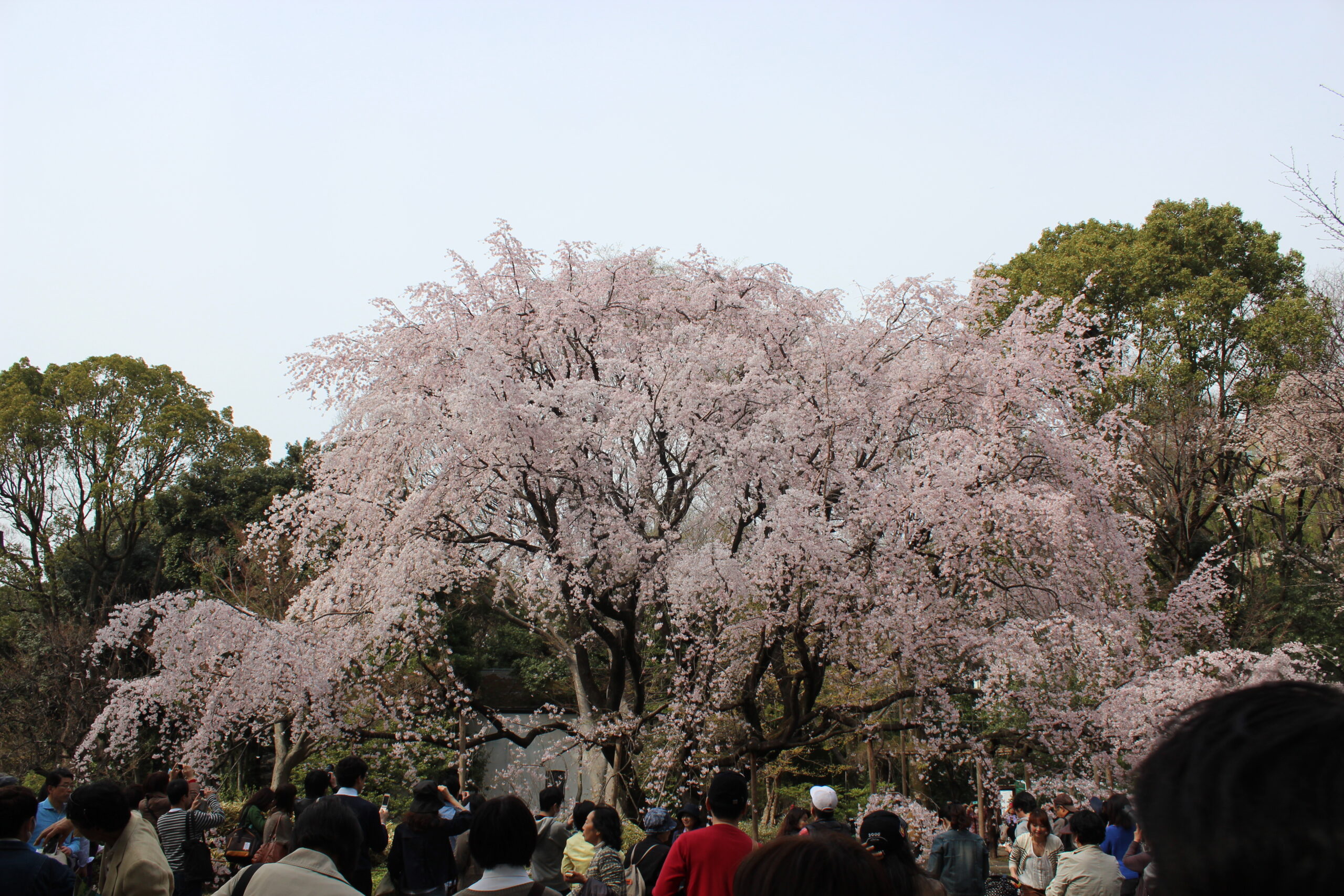 六義園のしだれ桜の写真撮影スポットは 見ごろは 混雑する お役立ち情報館