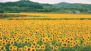 7月が見頃の花と関東の観光スポットをご紹介します お役立ち情報館